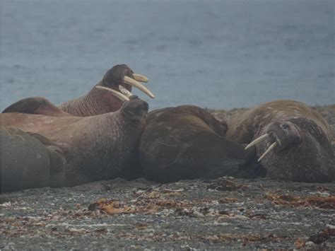 Svalbard Wildlife – Boreal Yachting