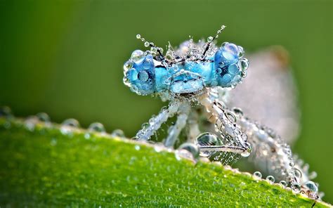 Stunning Dragonfly Water Drop Macro Photography Background HD | Macro photography insects ...