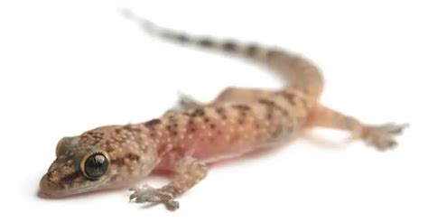 Mediterranean House Gecko Species Information and Facts