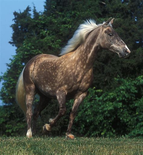 Rocky Mountain Horse - Wikipedia