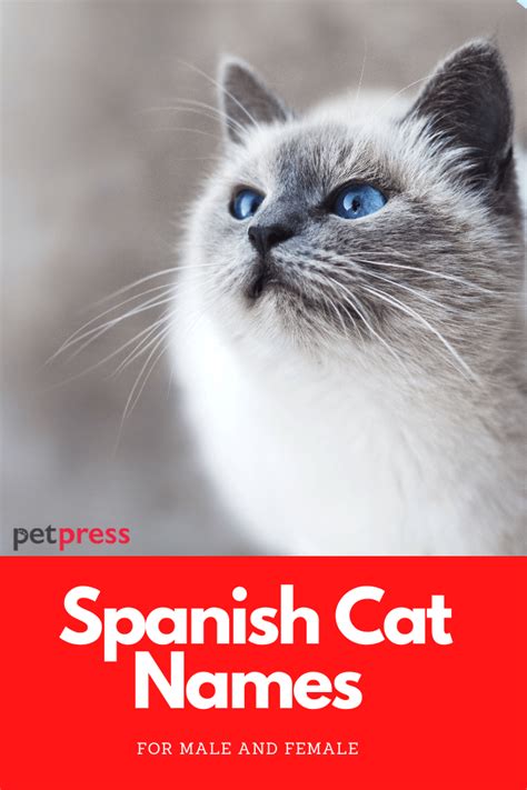 350 Spanish Cat Names: Best Names for Spanish Kittens