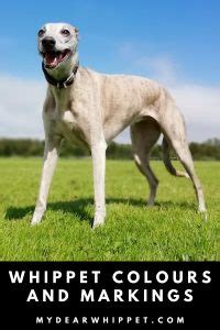 Whippet Colours and Markings - A Guide to Whippet Coloration