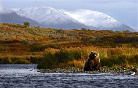 KODIAK BEAR FACTS | CRITTERFACTS