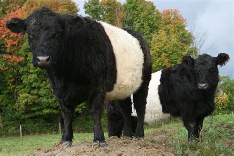 Belted Galloway | Miniature cow breeds, Galloway cattle, Cattle farming