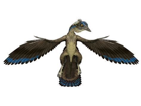 First fossil feather ever discovered did not belong to Archaeopteryx - Earth.com