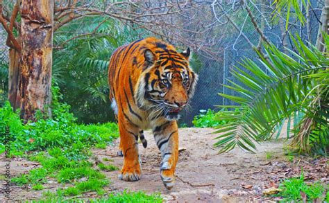 Sumatran Tiger - Critically Endangered Animal Stock Photo | Adobe Stock