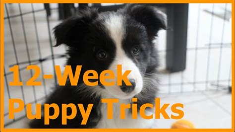 Border Collie Puppy Tricks and Training (12-Week) - YouTube