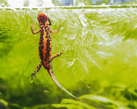 Expert Care Of The Japanese Fire-Bellied Newt - Reptiles Magazine