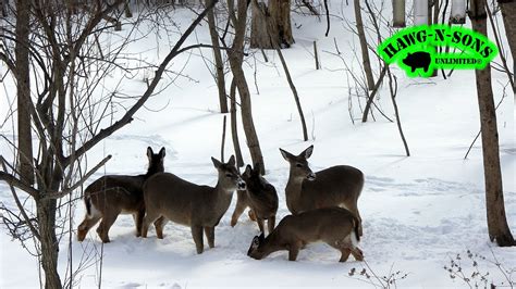 Deer Hunting for Food in Epic Snow Storm Surviving The Blizzard HawgTV - YouTube