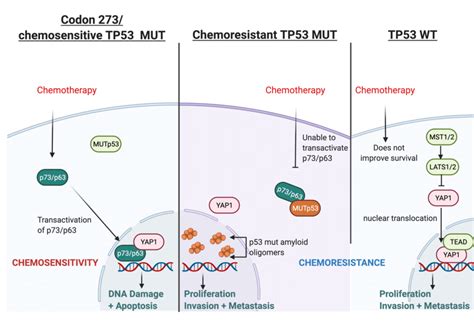 Illustration of hypothesised mechanism through which TP53 mutation type... | Download Scientific ...