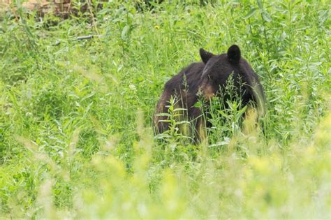 Where to See Bears in Yosemite | White Wolf Private and Luxury Tours