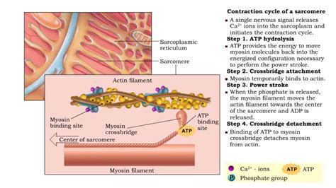 Contraction cycle of a sarcomere - YouTube