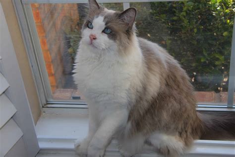 Ragdoll Rescue Texas - Kirby - Ragdoll Cat Adoption Texas DFW