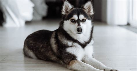 At What Age Is A Pomsky Full Grown