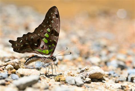 Tailed jay butterfly stock image. Image of park, tailed - 43925663