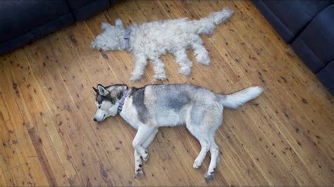 What To Do With Husky Fur