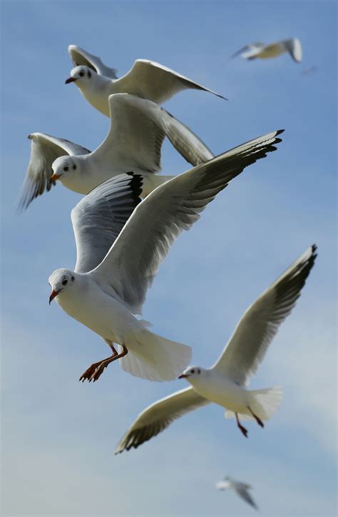 Free Images : bird, wing, sky, seabird, flying, beak, flight, fauna, birds, gulls, animals ...