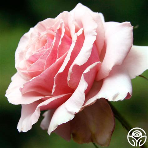 Tournament of Roses Rose - Grandiflora - Lightly Fragrant – Heirloom Roses