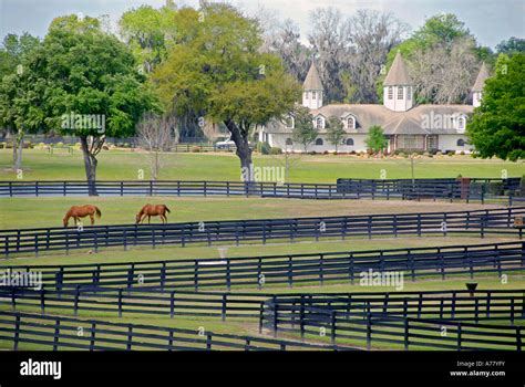 Horse farms in Ocala Florida FL Stock Photo - Alamy