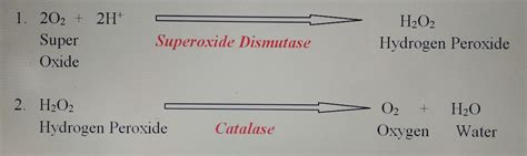 Catalase Hydrogen Peroxide Chemical Equation - Tessshebaylo