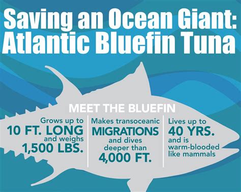 Charting the Decline of Bluefin Tuna - EcoWatch