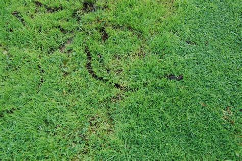 Mole tracks | Tracks left by mole crawling across the grass | Gordon Cunningham | Flickr