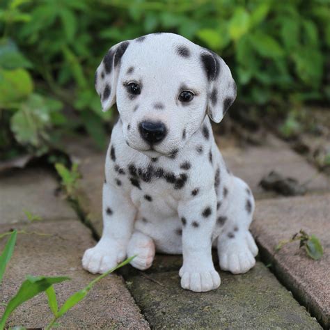 Dalmatian Puppy Statue | Süße tiere, Tiere, Niedliche welpen