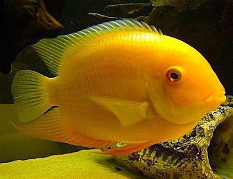 Golden Severum (Heros severus) The Golden Severum is one of a slew of varieties derived from the ...