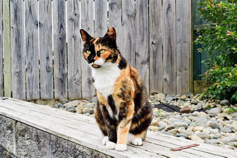 Rare Colored Cats