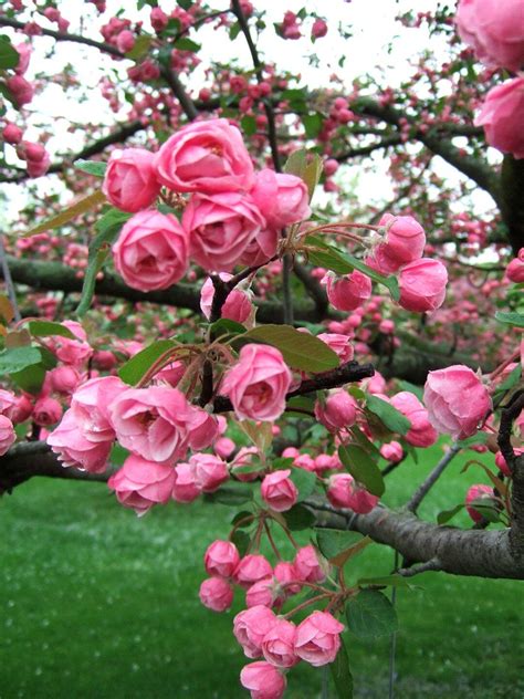 Brandywine crabapple blooms Diy Garden, Flower Garden, Garden Planters, Roses Garden, Fruit ...