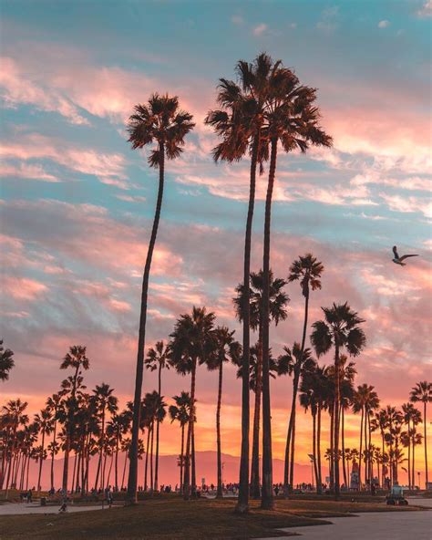 Amazing sky and palm trees, Los Angeles, California. #visitcalifornia # ...