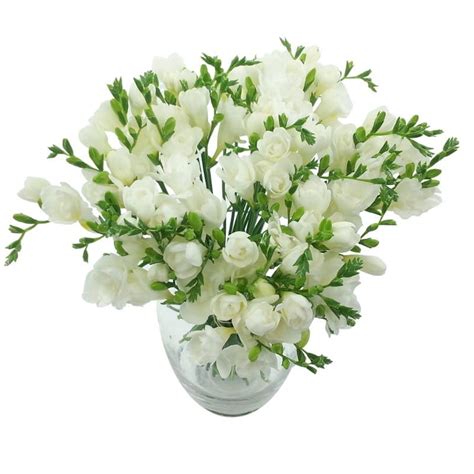 White Whispers Freesia Bouquet | Fresh White Freesia Flowers for Next Day Delivery