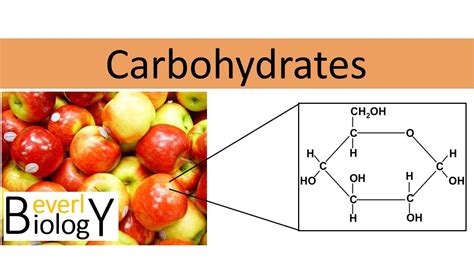 Carbohydrates (regular biology) - YouTube