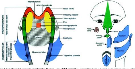 Primary neurulation | Semantic Scholar