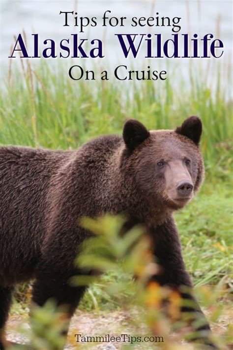 Tips for seeing Alaska wildlife on a Cruise - Tammilee Tips