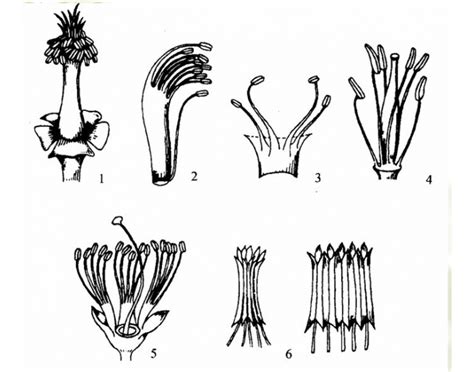 Types of Stamen Quiz