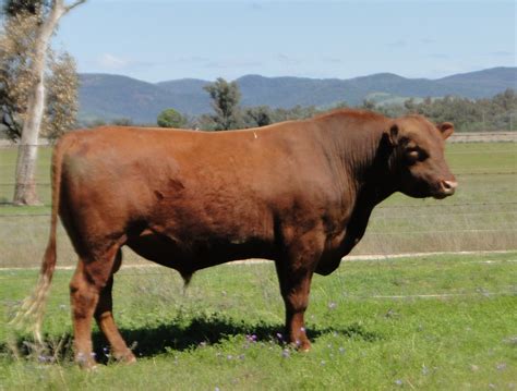 Red Angus Bulls For Sale - Mayo Livestock