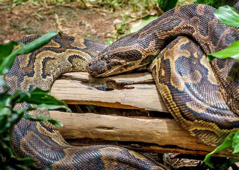 african-rock-python – Uganda Wildlife Conservation Education Centre