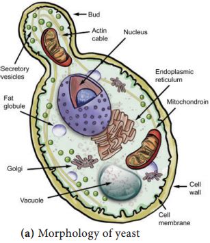 Classification of Fungi based on the Host parasitic Relationship