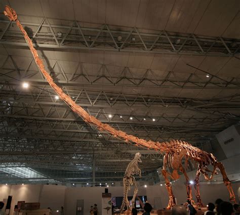 Qijianglong: New Dinosaur Species With Longest Neck Ever • Lazer Horse