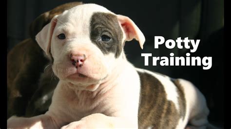 How To Potty Train A Pitbull Puppy - Pit Bull House Training Tips - Housebreaking Pitbull ...