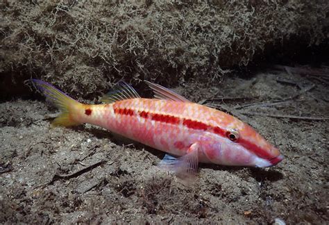 A Red Sea Goatfish [IMAGE] | EurekAlert! Science News Releases