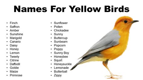 Yellow Bird Names: List of Names for Yellow Birds - GrammarVocab