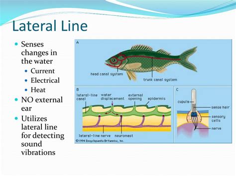 PPT - Fish PowerPoint Presentation, free download - ID:2000497