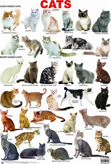 A cool guide on Cat Breeds : r/cats