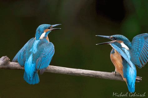 Chasing the Light: Kingfisher Squabble Animated Gif