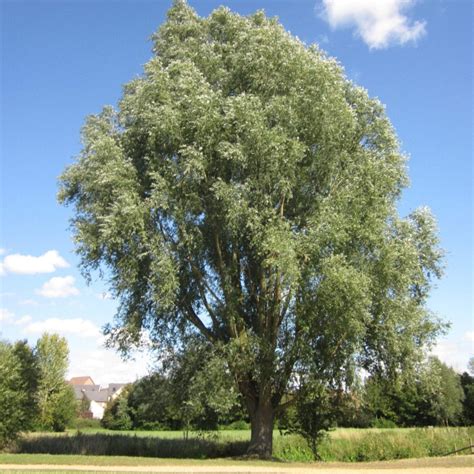 Closely-related Trees - Tree Guide UK-Tree ID by closely-related trees