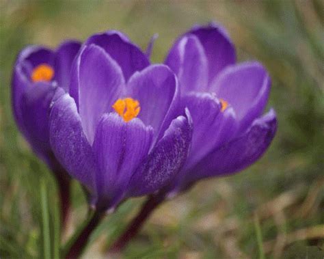 three purple flowers with orange centers in the grass
