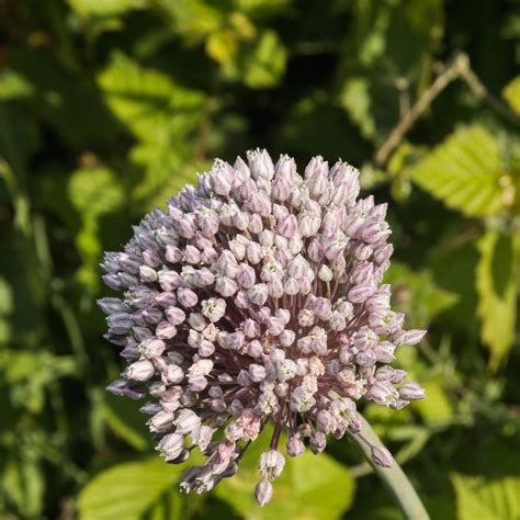 Allium ampeloprasum (Broadleaf Wild Leek, Elephant Garlic, Leeks, Wild ...