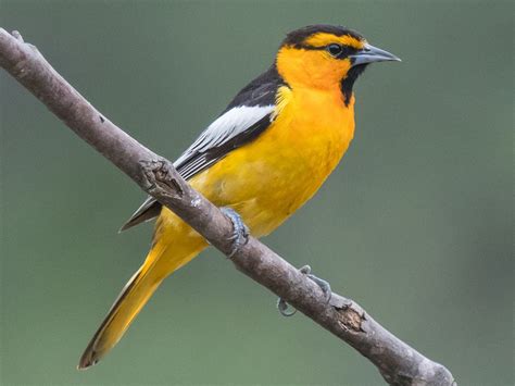 Bullock's Oriole - eBird